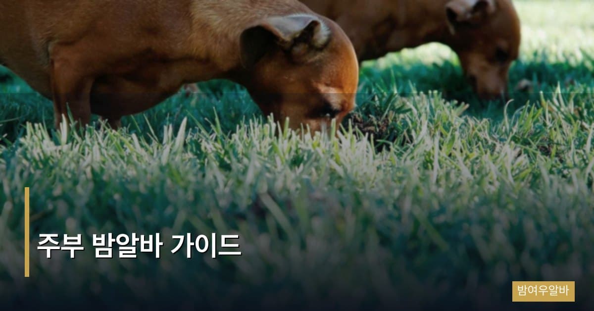 주부 밤알바 가이드